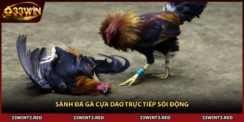 Sảnh đá gà cựa dao trực tiếp sôi động